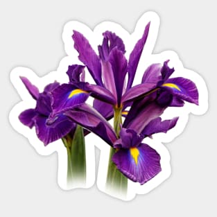 Elegant Dutch Iris Purple Sensation Sticker